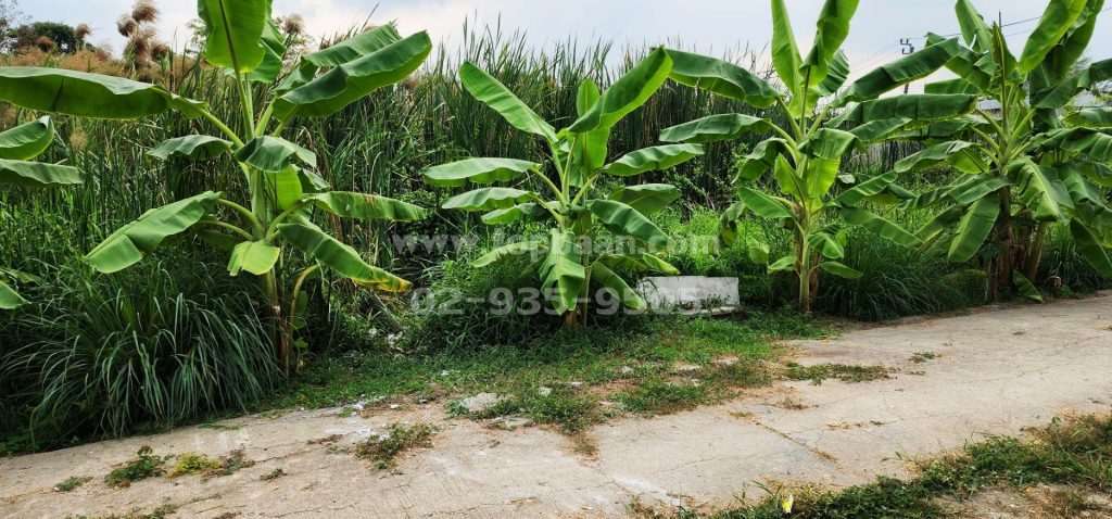 ที่ดินบางบัวทอง